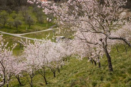 Petrin hill city center, cherry apple blossom, white flowering fruit trees orchard, early spring...