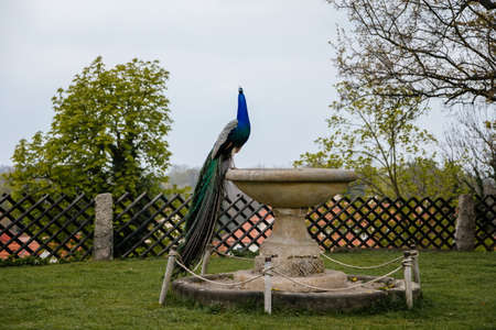 Closeup portrait of peacock with feathers walking in romantic park, green grass, bird with beautiful tail sitting on a stone bowl, pattern of colorful tail feathers eyes in saturated blues and greensのeditorial素材