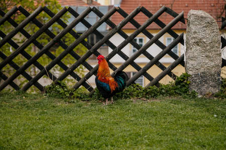 Close up of a rooster with bright red comb, mottled yellow and black beak, orange eye, shiny brown feathers, blue-black tail plume pecking around on green grass, chicken in village, countrysideの写真素材