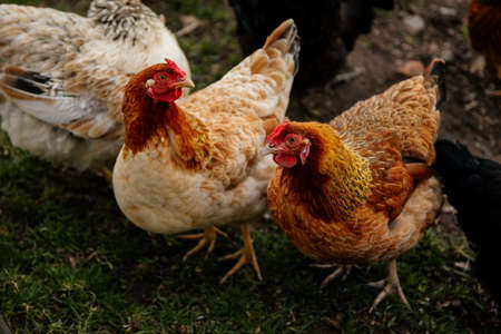Close up of beautiful domestic hens, beige and orange chicken with bright red comb orange eye...