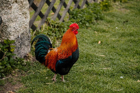 Close up of a rooster with bright red comb, mottled yellow and black beak, orange eye, shiny brown feathers, blue-black tail plume pecking around on green grass, chicken in village, countrysideの写真素材