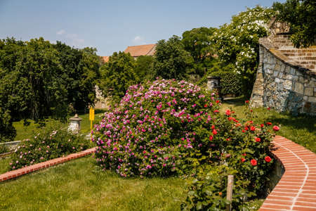 Italian baroque chateau garden, french park, bushes with white, pink and red flowers, wild roses, sunny summer day, vintage stone walls, green leaves, castle Steknik, Czech Republic, June 19, 2021のeditorial素材