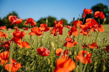 Beautiful flowers red poppies blossom, wild field at sunset, selective focus, soft light, light of setting sun, Close-up of scarlet vivid poppy on green fleecy stems, sunny summer day, Czech Republicの写真素材