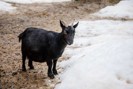 Flock in sheepfold or farm livestock pen of countryside in winter day, Black woolly goat standing in...