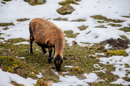 Flock in sheepfold or farm livestock pen of countryside in winter day, Brown woolly sheep standing in the shelter in hay, straw and snow, animals are covered in thick wool.の写真素材