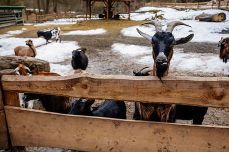 Flock in sheepfold, farm livestock pen of countryside in winter day, Brown woolly sheep and goats with lambs standing in the shelter and peek through wooden fence, animals are covered in thick wool.の写真素材