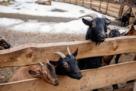 Flock in sheepfold, farm livestock pen of countryside in winter day, Brown woolly sheep and goats with lambs standing in the shelter and peek through wooden fence, animals are covered in thick wool.の写真素材