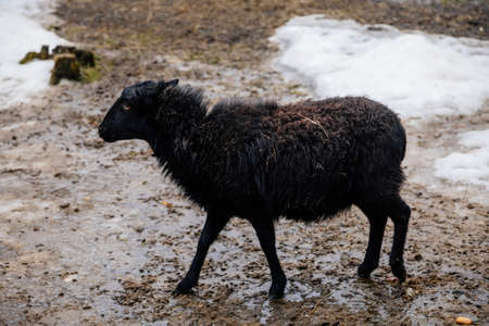 Flock in sheepfold or farm livestock pen of countryside in winter day, Black woolly sheep standing...