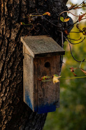Old handmade wooden nesting box nailed to a tree in autumn in forest, simple gray birdhouse design, shelter for bird breeding, selective focus, close-up, blurred background.の写真素材