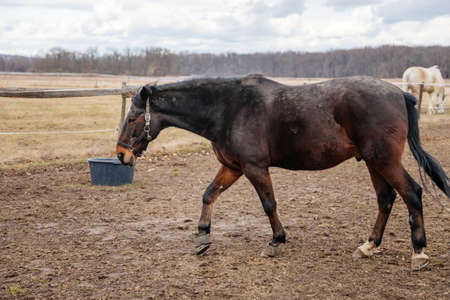 Close up portrait of brown adult horse stud in black halter standing and muzzle graze in meadow, Beautiful bay horse walking in paddock on farm field, autumn winter day, blurred background, cloudy skyの写真素材