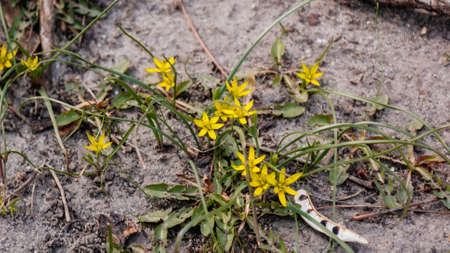 Gagea villosa or hairy star of bethlehem blooming in spring, wild plant flower, yellowe hairy gagea,...