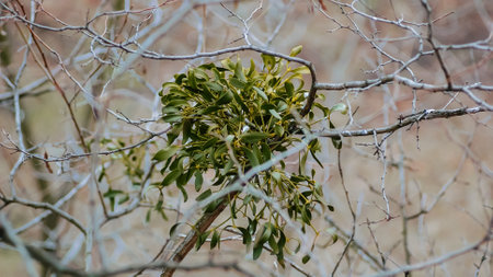 Tree attacked by mistletoe, viscum with white berries, family Santalaceae obligate hemiparasitic shrubs, evergreen parasite on native tree, plant hanging on branch, medicinal herbs, christmas symbolの写真素材