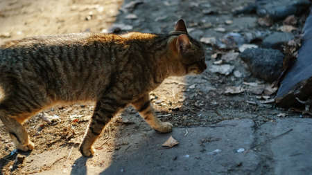 Street yard thoroughbred gray striped stray cat walking in town, Portrait of cute homeless abandoned...