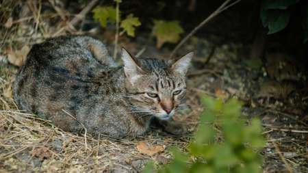 Street yard thoroughbred gray striped stray cat walking in town, Portrait of cute homeless abandoned...