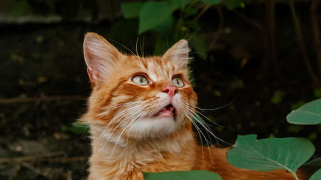 Street yard thoroughbred ginger tabby cat walking in town, Portrait of cute red orange abandoned pet with green eyes in Kyiv city at sunny summer day, Garden with grass in background, free catの写真素材
