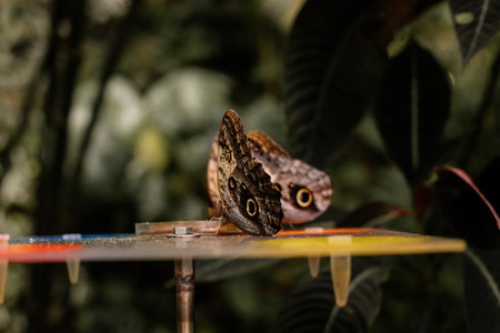 Big tropical black and orange Caligo atreus sitting on green leaf, Wild insects and animals, great yellow-edged giant owl lives from Mexico to Peru, Botanical Garden in Prague, butterfly exhibitionの写真素材