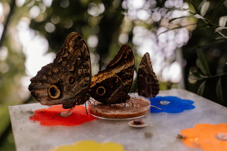 Big tropical black and orange Caligo atreus sitting on green leaf, Wild insects and animals, great yellow-edged giant owl lives from Mexico to Peru, Botanical Garden in Prague, butterfly exhibitionの写真素材
