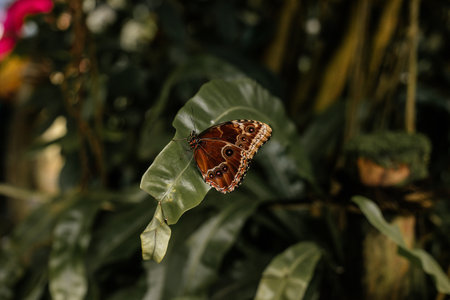 Big tropical black and orange Caligo atreus sitting on green leaf, Wild insects and animals, great yellow-edged giant owl lives from Mexico to Peru, Botanical Garden in Prague, butterfly exhibitionの写真素材