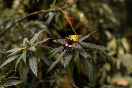 Big tropical black and orange papilio lowi sitting on green leaf, Wild insects and animals, great...