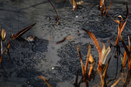 Several layers of frog roe in pond in spring, couple of common cute huge frogs swim in water,...