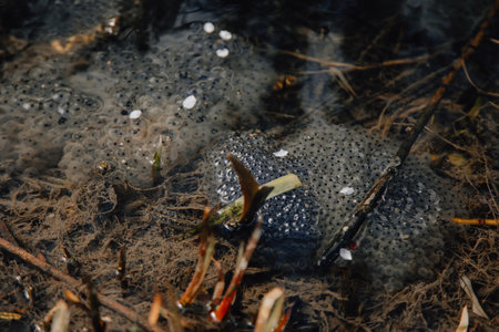 Several layers of frog roe in pond in spring, couple of common cute huge frogs swim in water, embryos tadpoles close-up, Frogspawn, Mating frogs, Petrin Park in Prague, sunny dayの写真素材