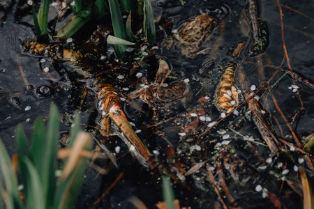 Several layers of frog roe in pond in spring, couple of common cute huge frogs swim in water, embryos tadpoles close-up, Frogspawn, Mating frogs, Petrin Park in Prague, sunny dayの写真素材