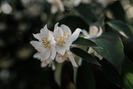 Blooming jasmine flowers in warm sunlight with soft natural bokeh. Close-up of delicate white blossoms in a garden, showcasing spring beauty, fragrance, fresh nature seasonal floral concept.