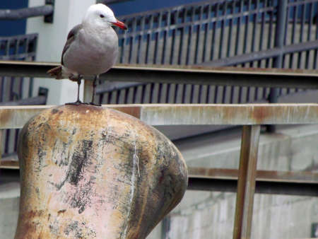 Seagull Posing on Wooden Blockの写真素材
