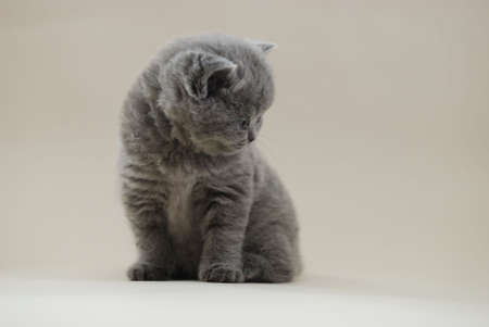 Blue British Shorthair Kittenの写真素材
