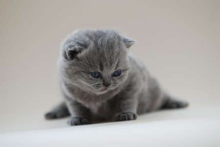 Blue British Shorthair Kittenの写真素材