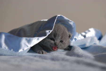 Blue British Shorthair Kittenの写真素材