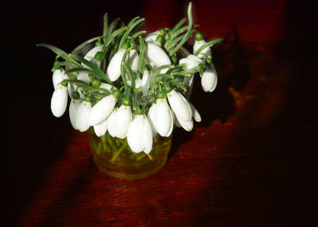Bouquet of snowdrops in a glass vase on a table in the morning light of the sunの写真素材