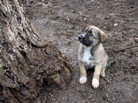 Abandoned unhappy puppy with white paws on wet ground after rainの写真素材