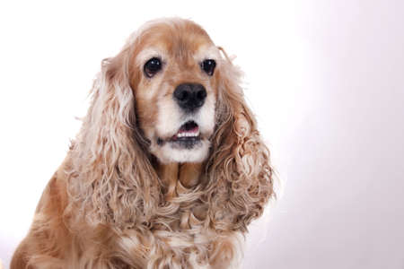 Portrait of English Cocker Spaniel dog on a light background.の写真素材