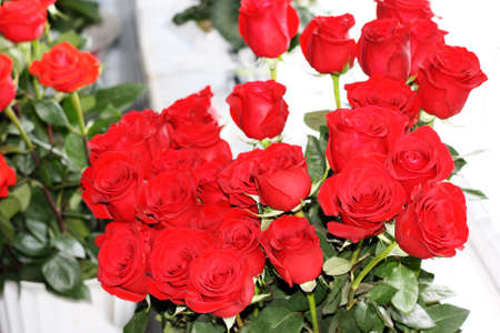 A beautiful bouquet of blooming dark red roses on a light backgroundの写真素材