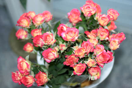 A beautiful bouquet of blooming tender pink - white roses on a light backgroundの写真素材