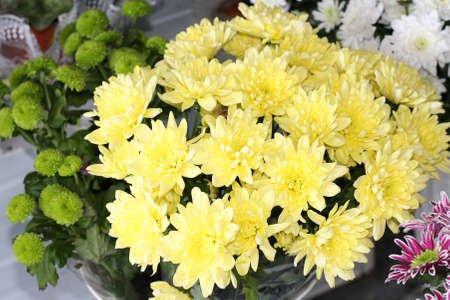 Yellow chrysanthemum in a flower shop. A bouquet of chrysanthemums. Chrysanthemum Flower.の写真素材