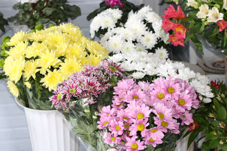 White, yellow and pink chrysanthemum in a flower shop. A bouquet of chrysanthemums. Chrysanthemum Flower.の写真素材