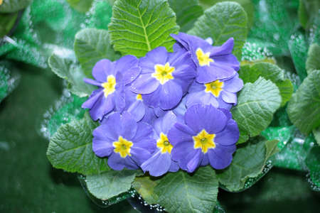Blue primula Primula elatior - Oxslip Village Garden Primula Flowerの写真素材
