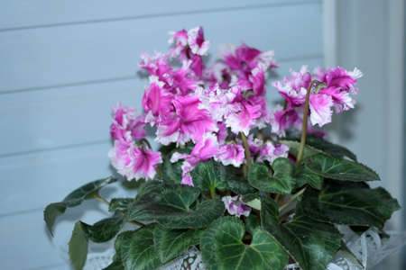 Delicate flower of white - pink Cattleya with wide green leavesの写真素材
