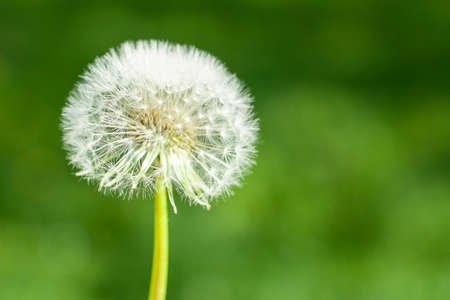 Beautiful white dandelion with seeds on a blurred green background. Copy space.の写真素材