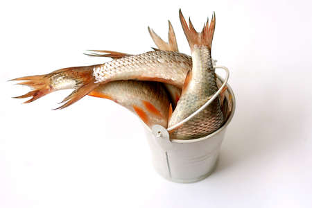 A full bucket of freshly caught perch. Selective focus. Top viewの写真素材
