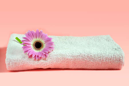 Delicate flower of coral gerbera in the center of the frame on soft pastel towel with copy space. A gift for Valentine's Day and March 8の写真素材