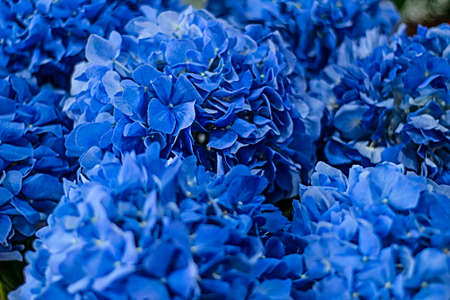 A bouquet of blue hydrangea flowers on a bright sunny day.