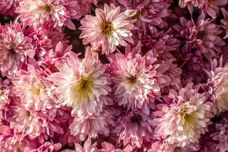 Abstract background of small pink-white chrysanthemum flowers.の写真素材