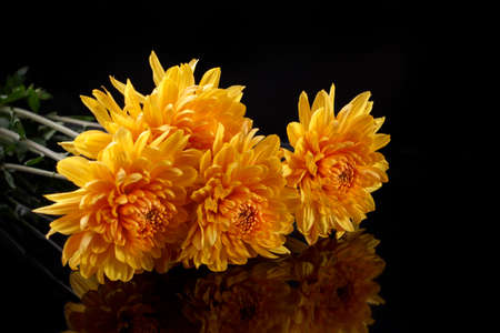 Bouquet of large yellow chrysanthemums on a black background with reflection.の写真素材