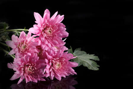 Bouquet of large pink chrysanthemums on a black background with reflection.の写真素材