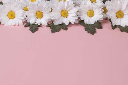 Frame from large flowers of autumn chamomile Levcantemella on a pink background with copy space.の写真素材