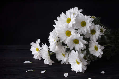 Large flowers of white chamomile Levcantemella on a dark wooden background with copy spaceの写真素材