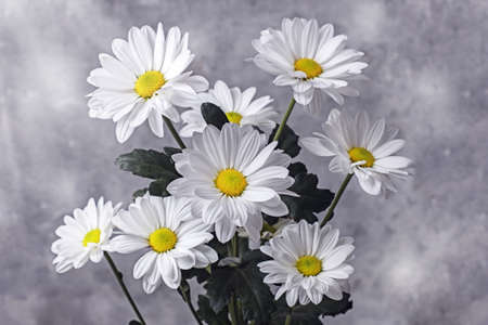 Bouquet of large flowers of white chamomile Levcantemella on a light background.